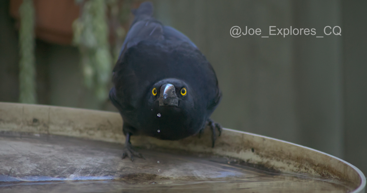 pied currawong2i.jpg