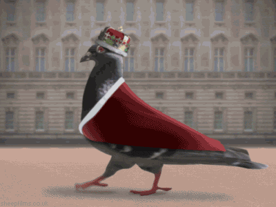 pigeon gif.gif