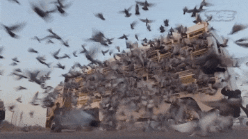 pigeons.gif