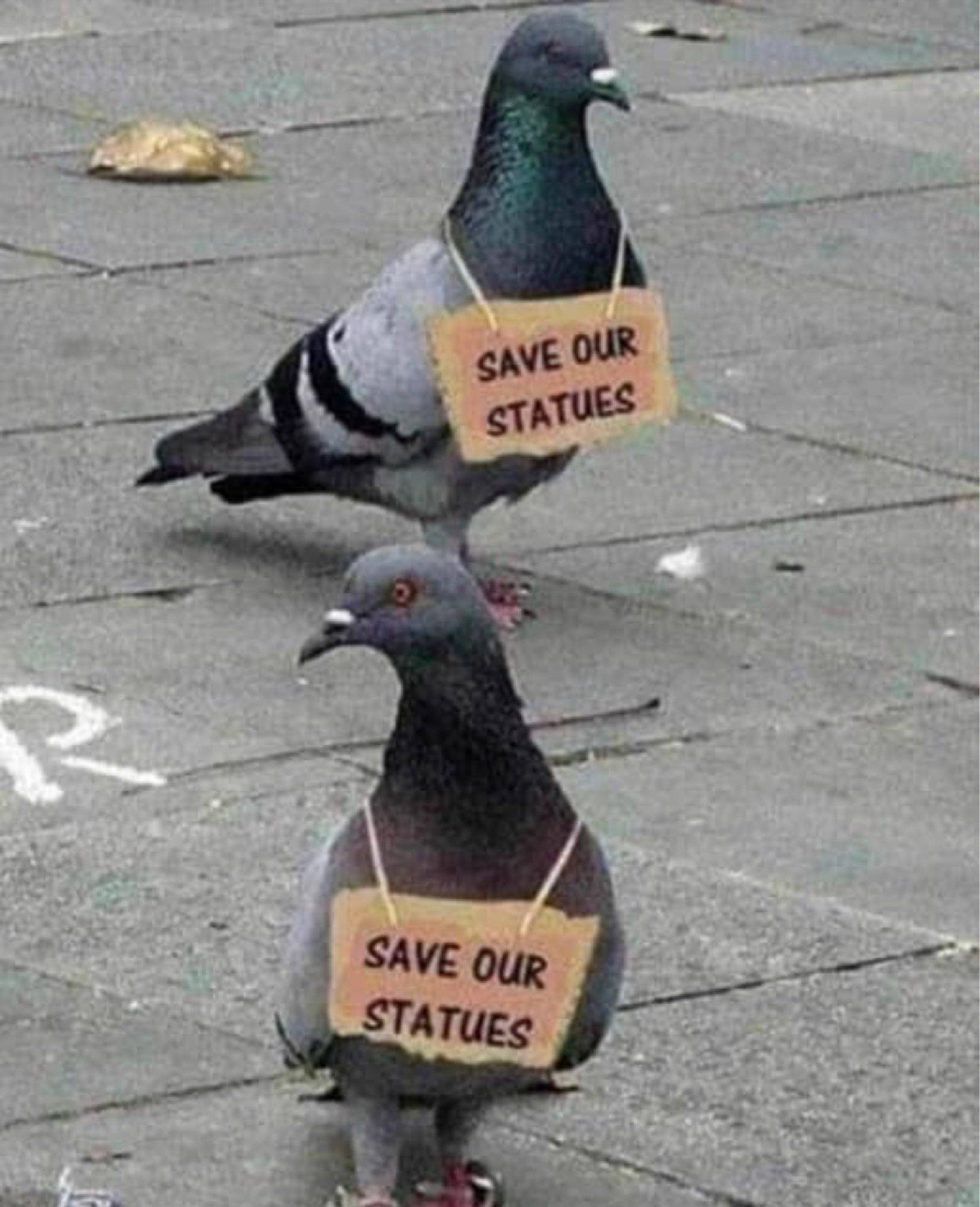 pigeons.jpeg