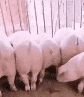 piggy.gif