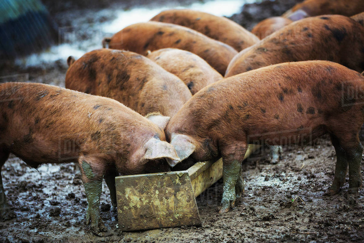 pigs at the trough.jpg
