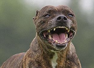 pitbull-lady.jpg