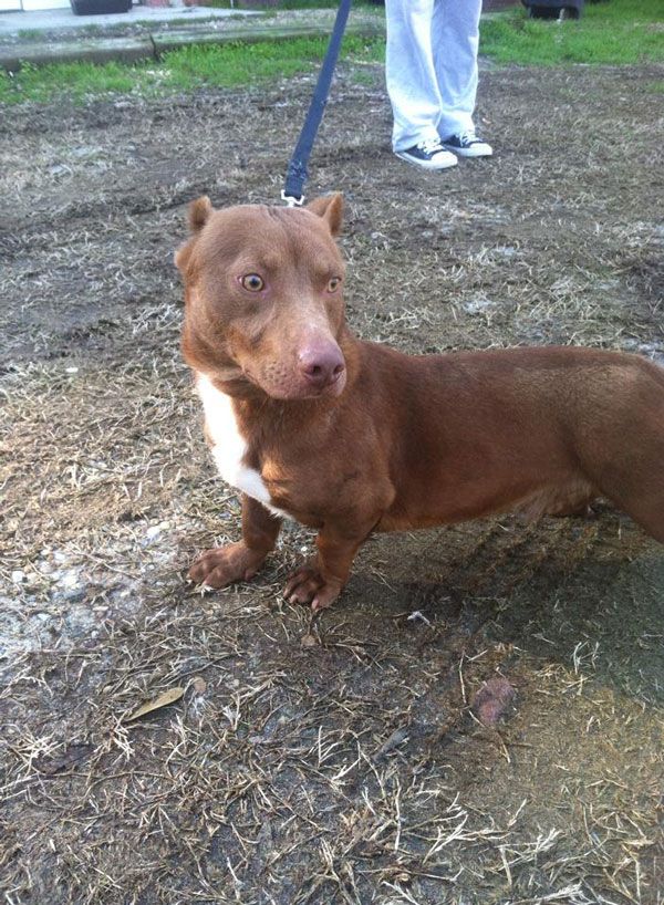 pitbulld achsucnd.jpg