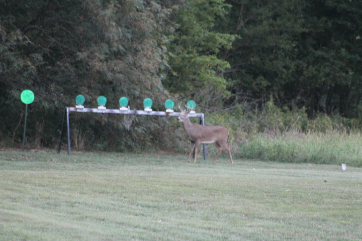 Plate Rack Buck.jpeg