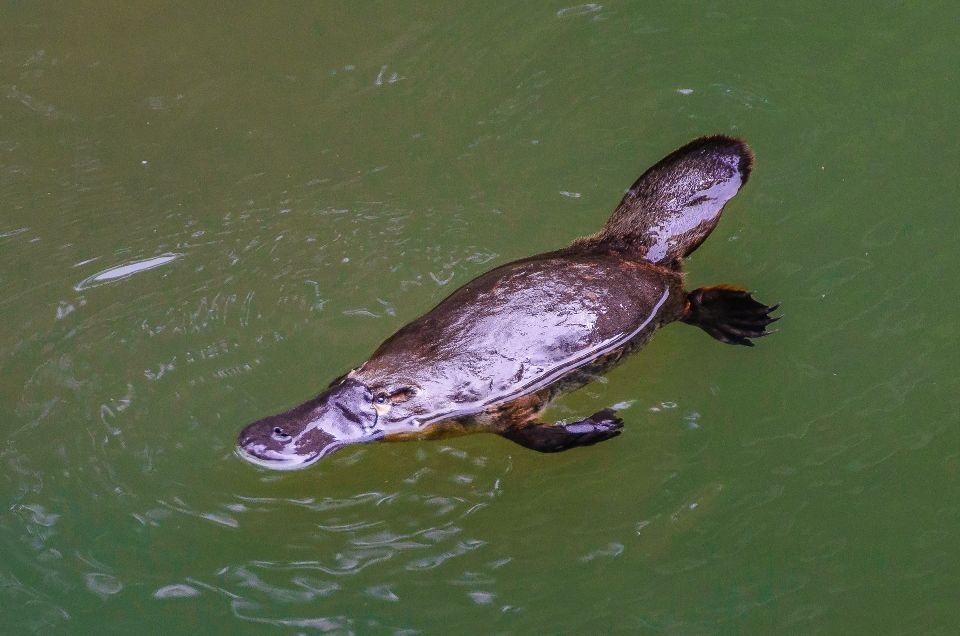 platypus.jpg