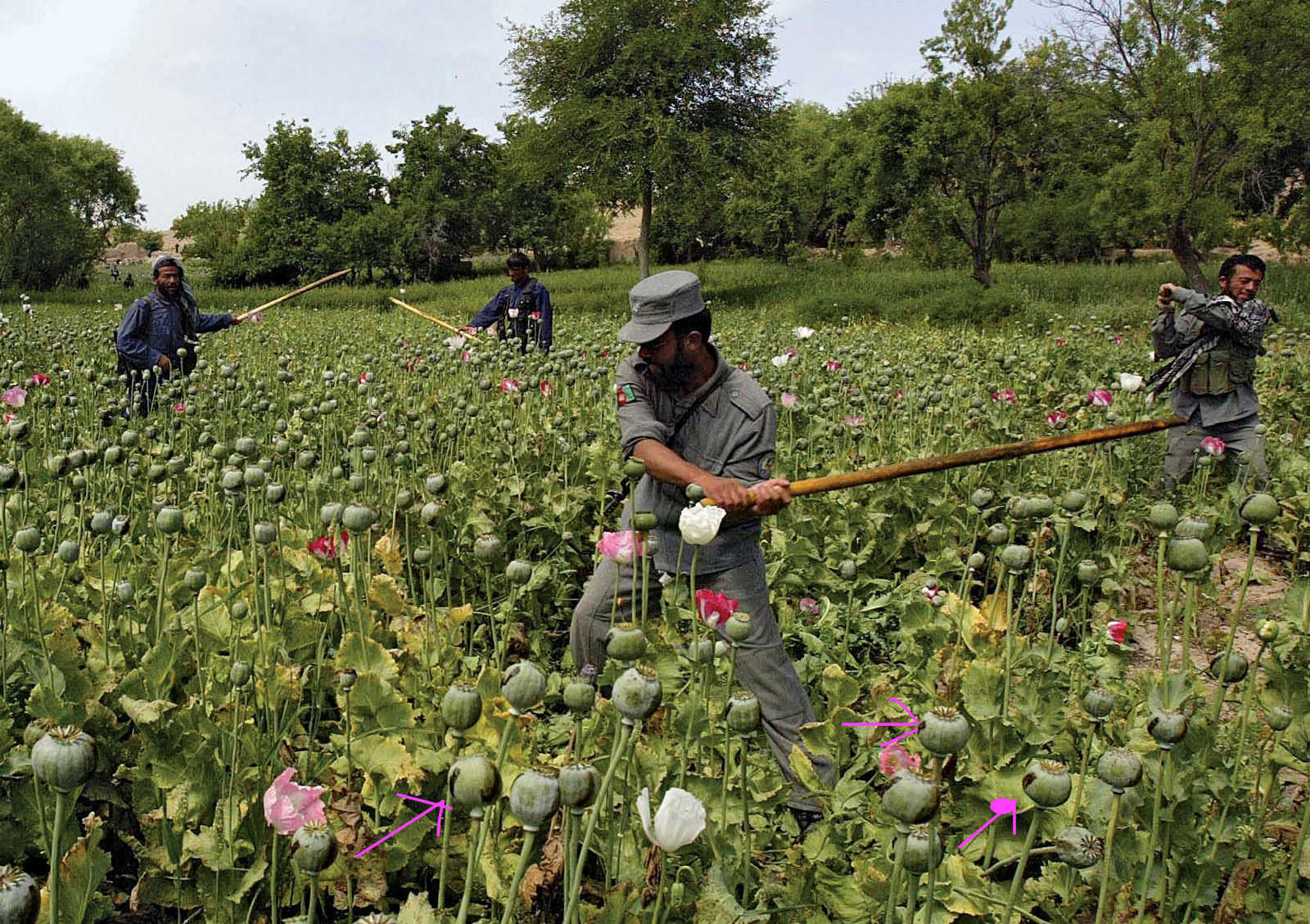 policemen-Afghan-opium-poppies-eradication-sweep-Uruzgan-April-29.jpeg