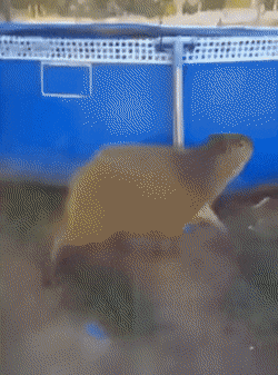 pool.gif