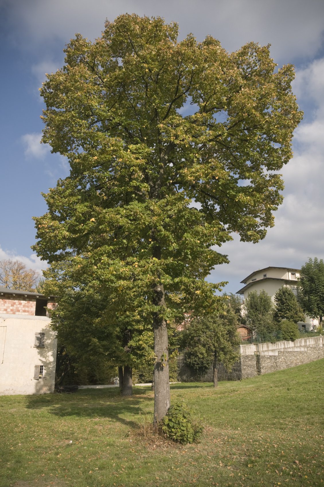 poplar-tree.jpg