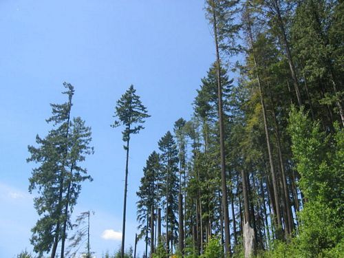 Pseudotsuga_menziesii_image58.jpeg
