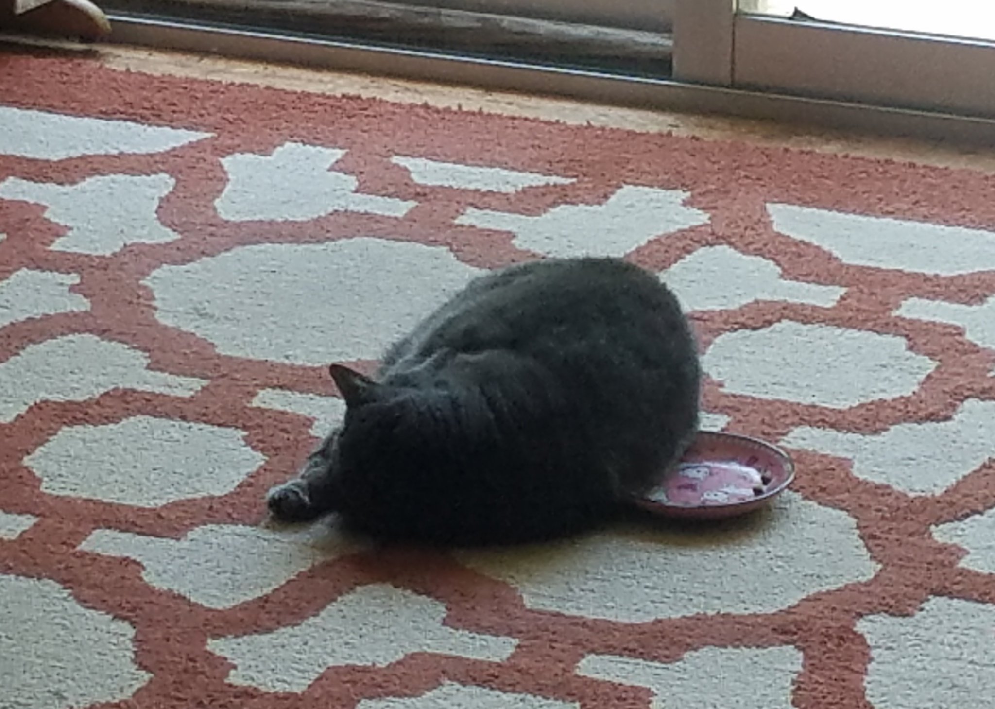 Puff Sleeps on Food.jpg
