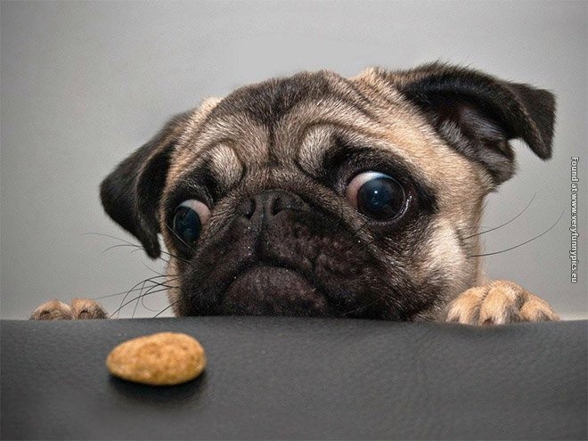 pug.jpg