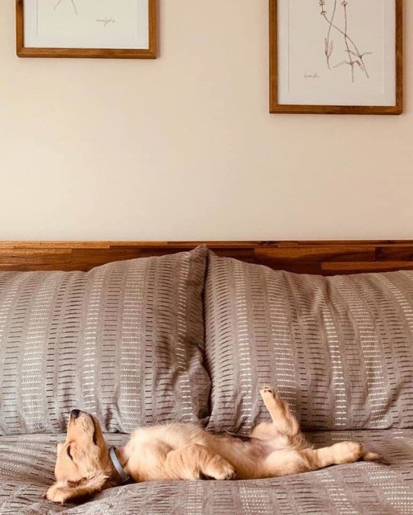 pup back.jpeg