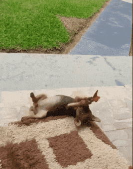 pup butterfly.gif