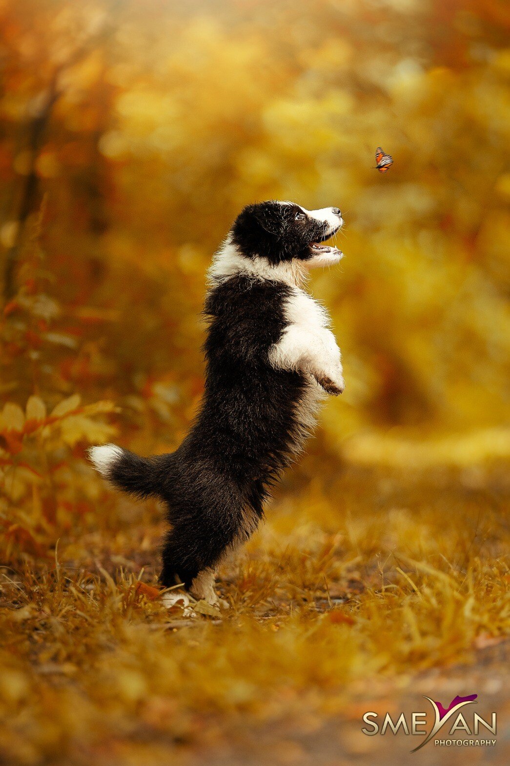 pup butterfly.jpeg