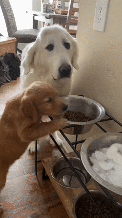 pup eat.gif