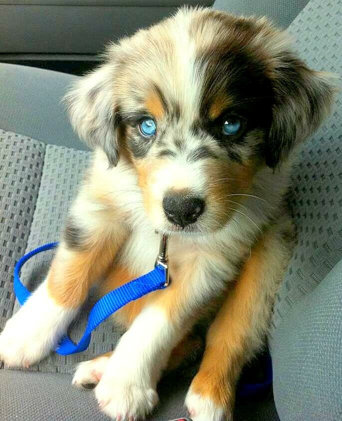 pup eyes.jpeg