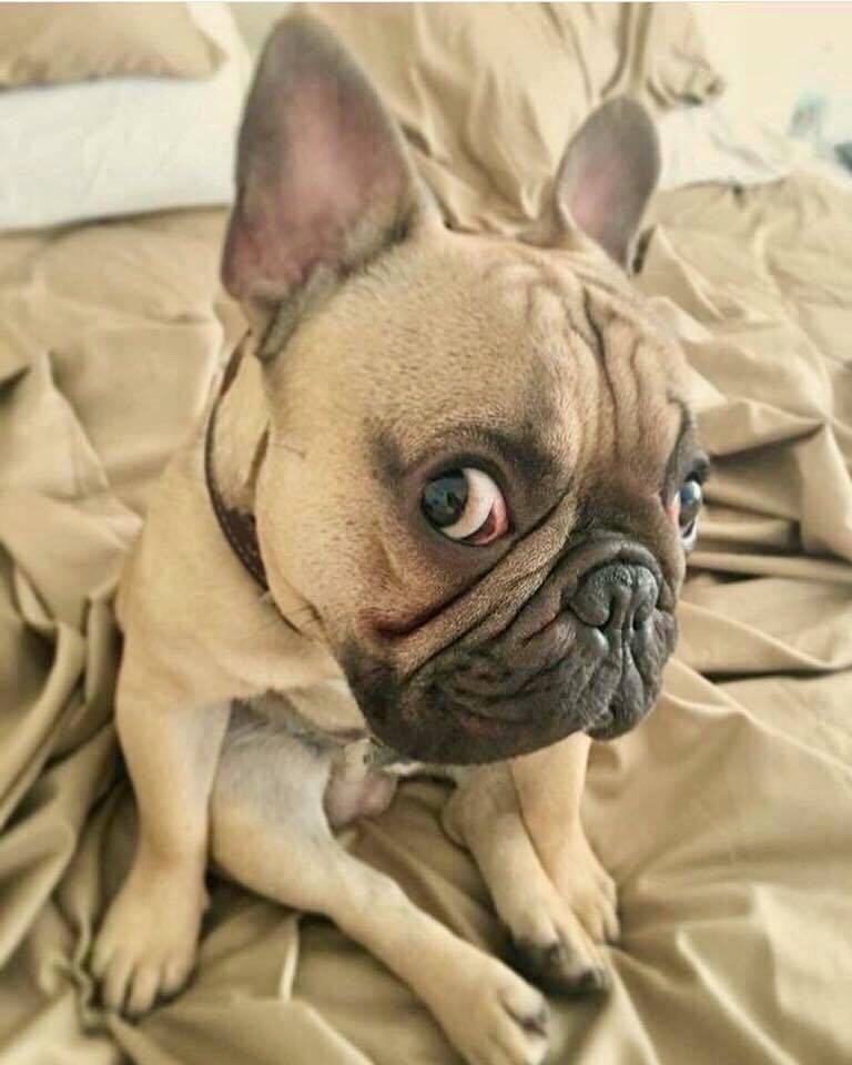 pup eyes.jpeg