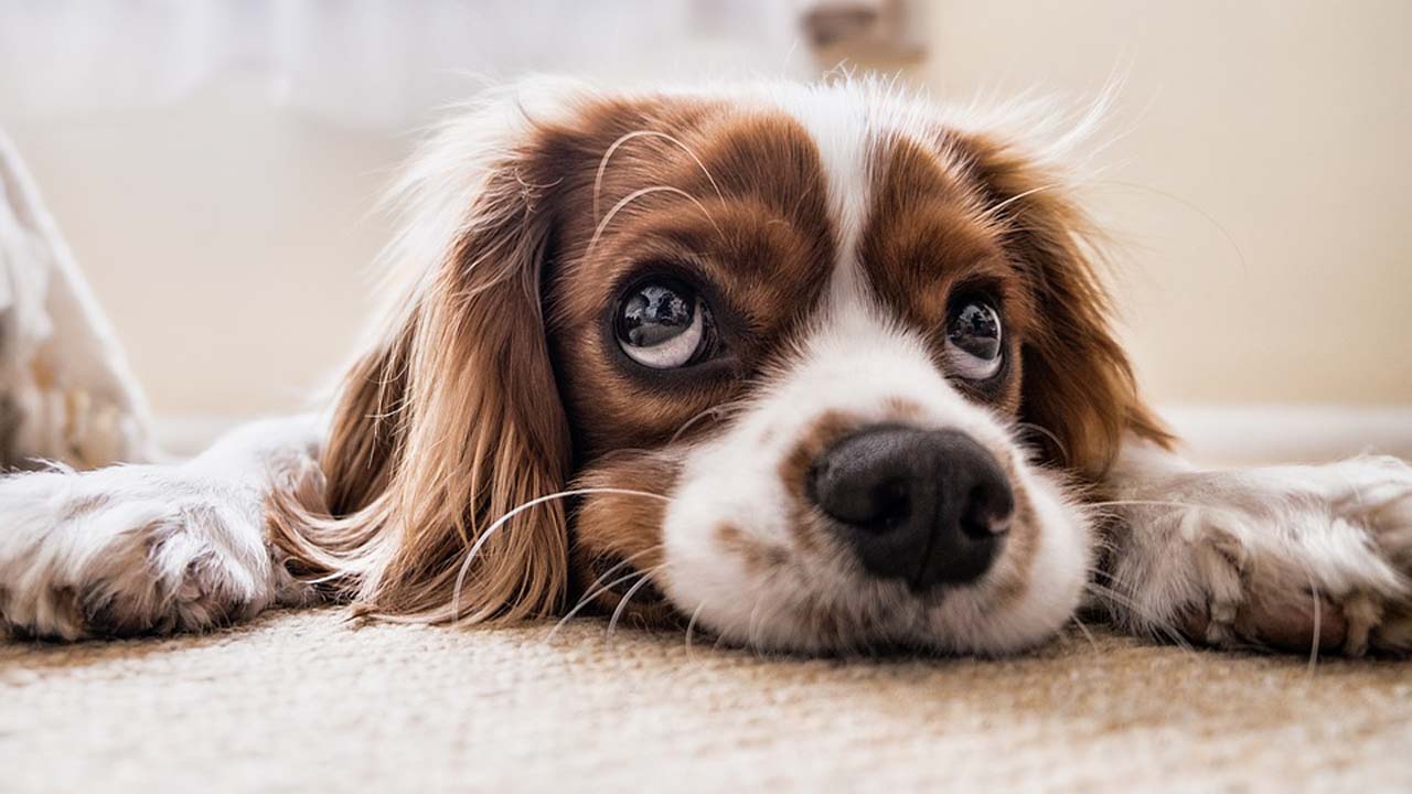 pup eyes.jpeg