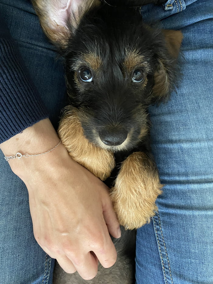 pup eyes.png