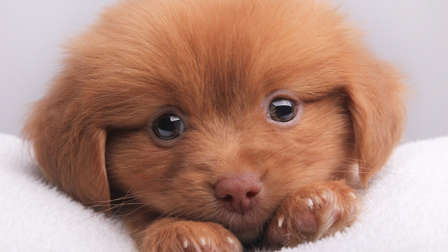 pup face.jpg