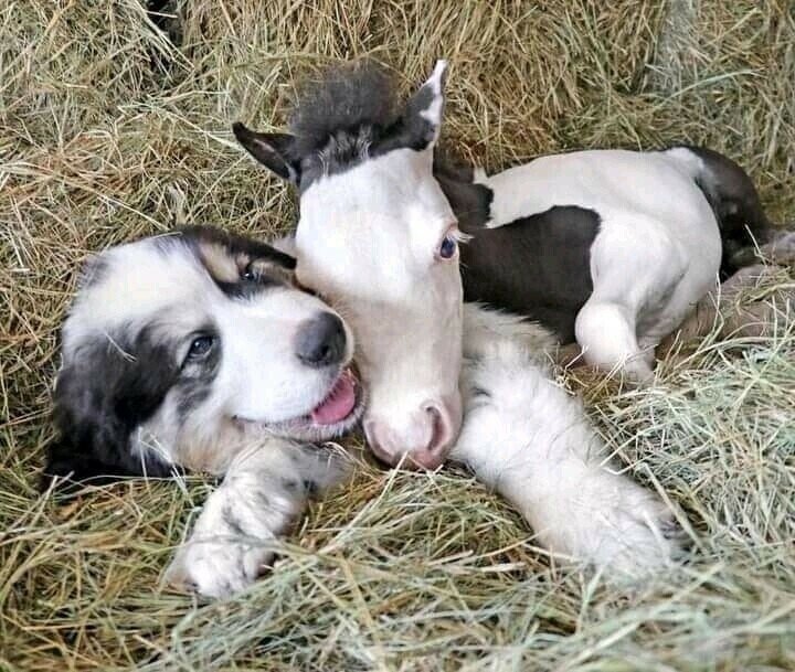 pup foal.jpeg