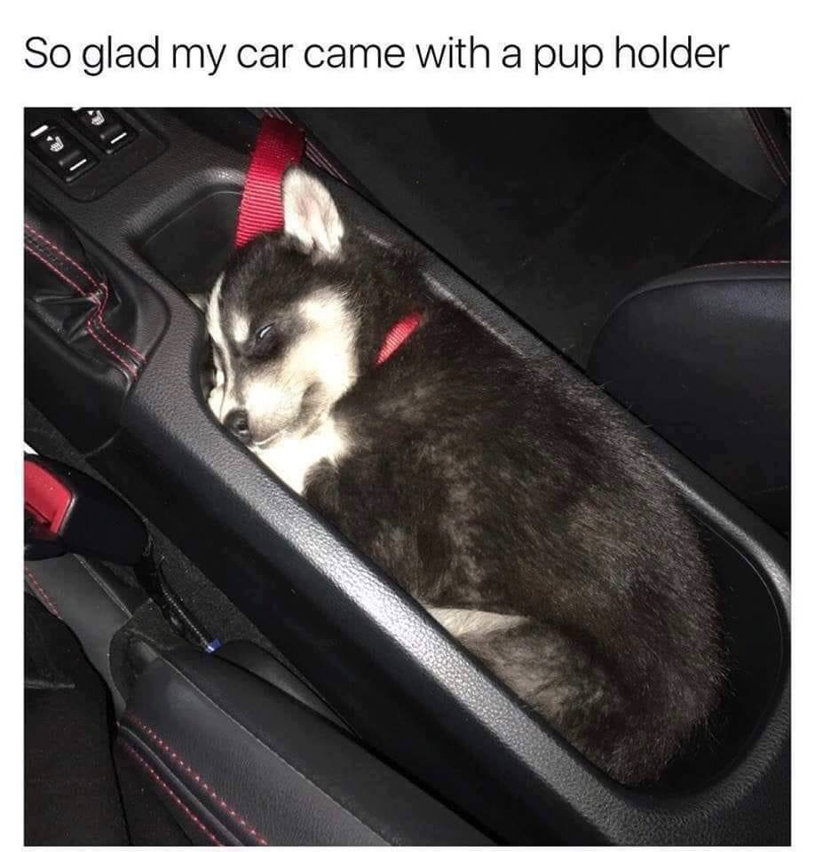 pup holder.jpeg