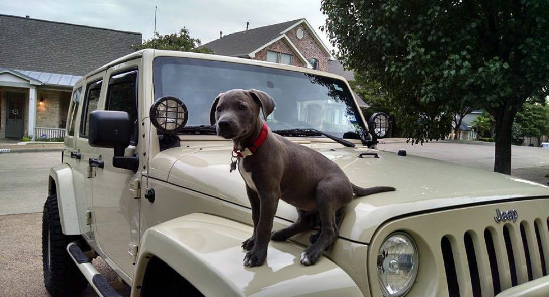 pup jeep.png