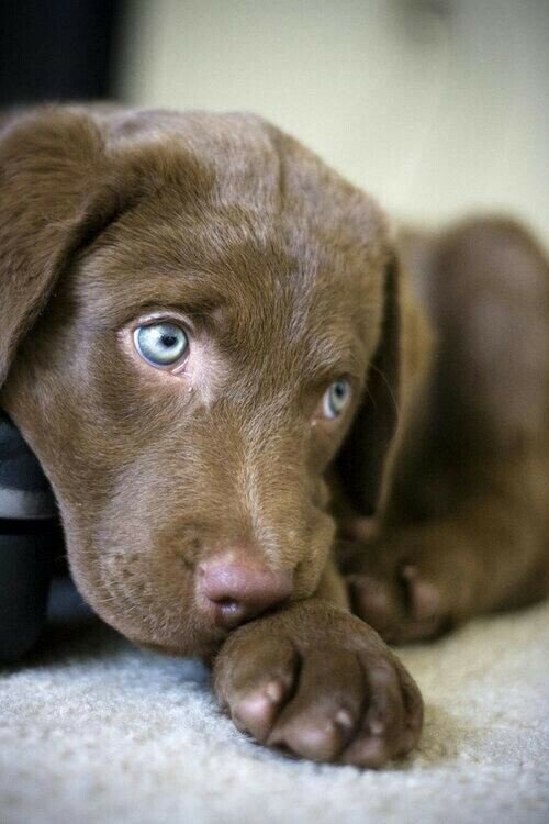 pup.jpeg