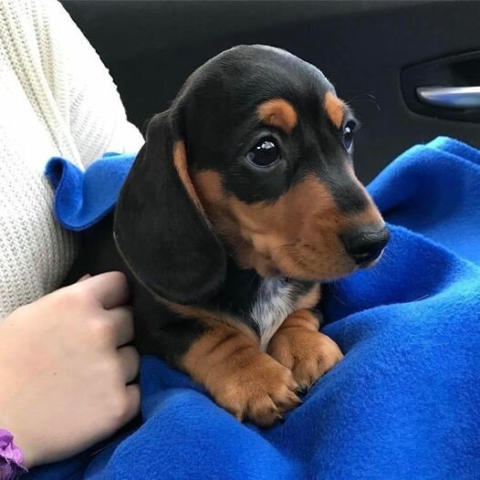 pup.jpeg