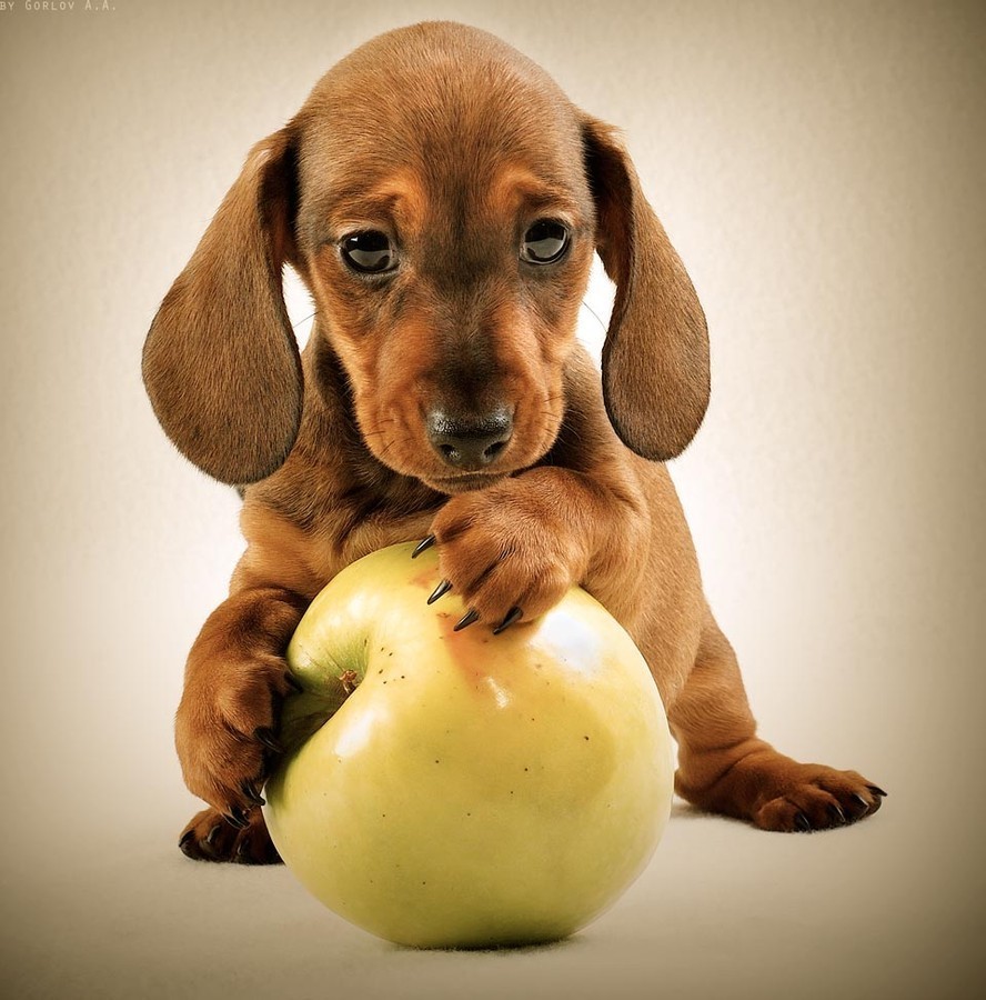 pup.jpg