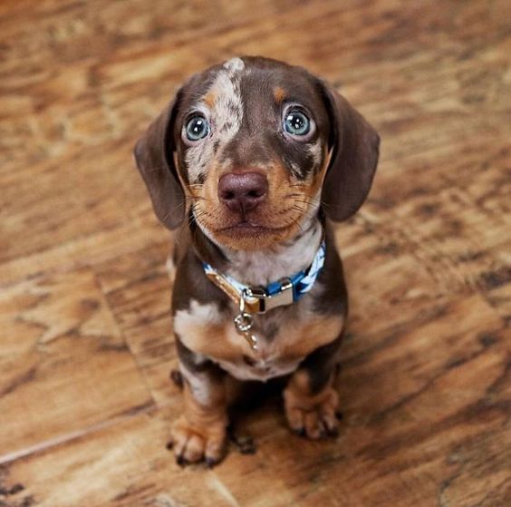 pup.jpg