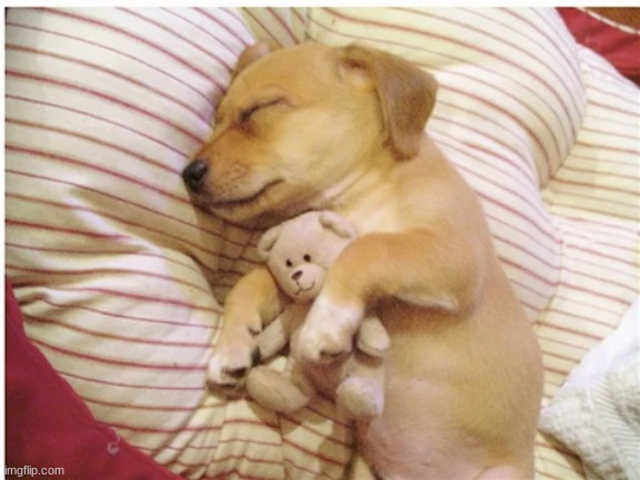 pup.jpg
