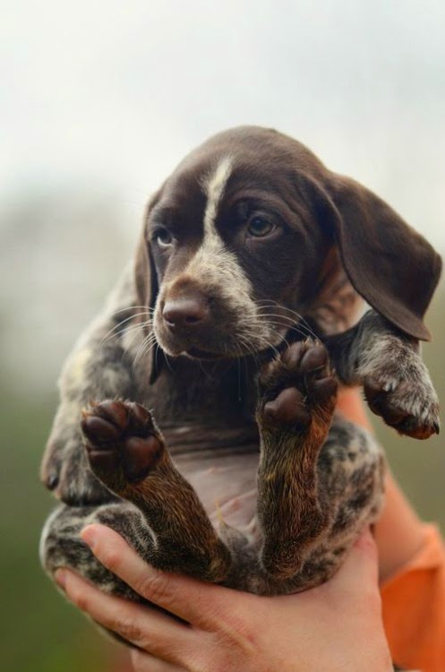 pup.jpg