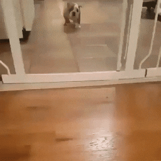 pup jump.gif