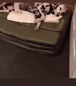 pup nurse.gif