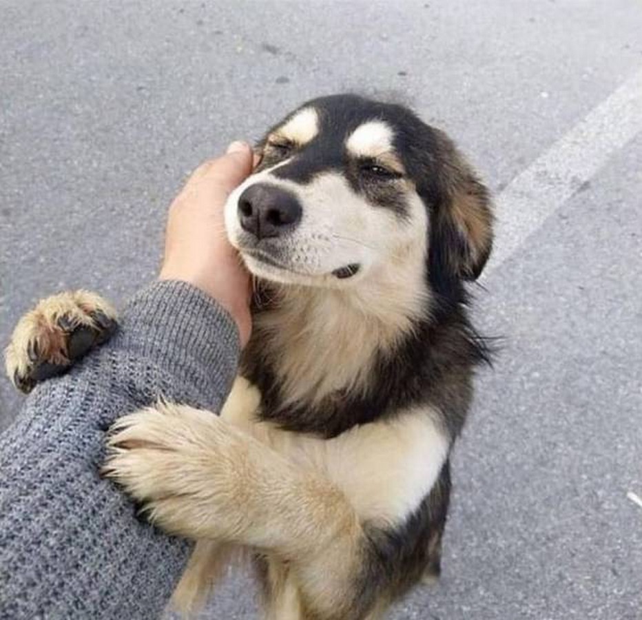 pup pet.jpeg
