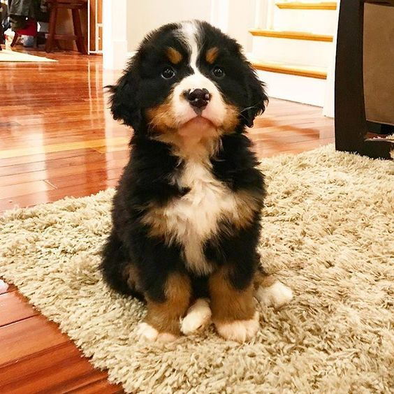 pup.png