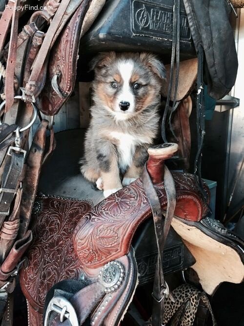pup saddle.jpeg