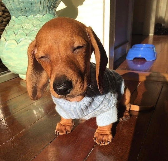 pup sweater.jpeg