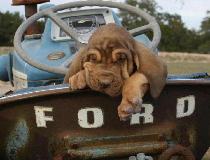 pup tractor.jpg