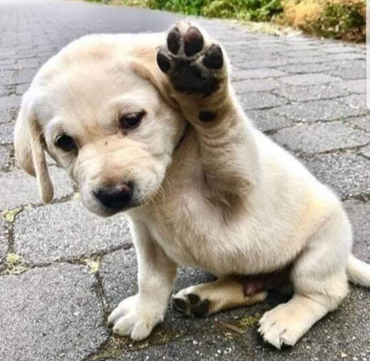pup wave.jpg