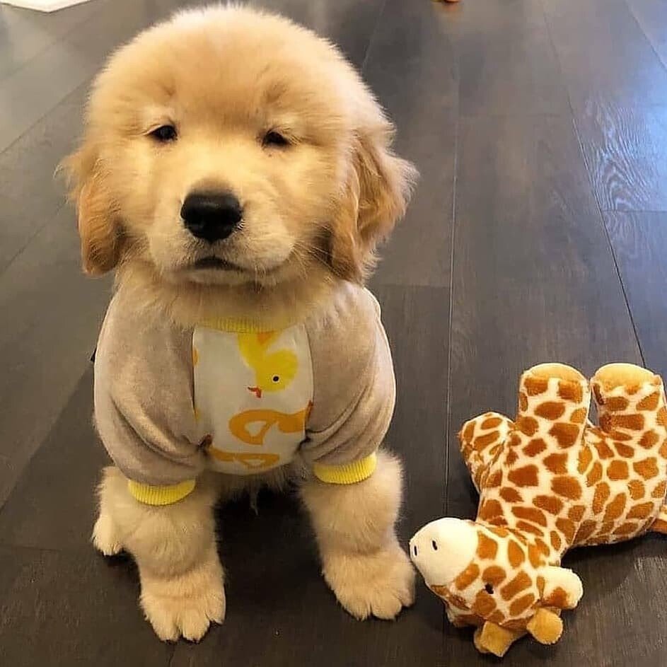 pup2.jpeg