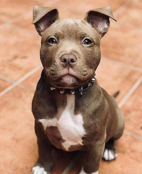 pup2.png