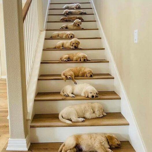 puppies steps.jpeg