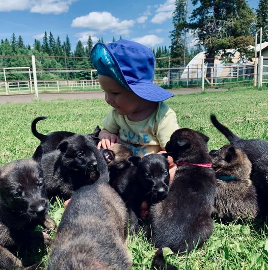 puppies w baby.jpeg