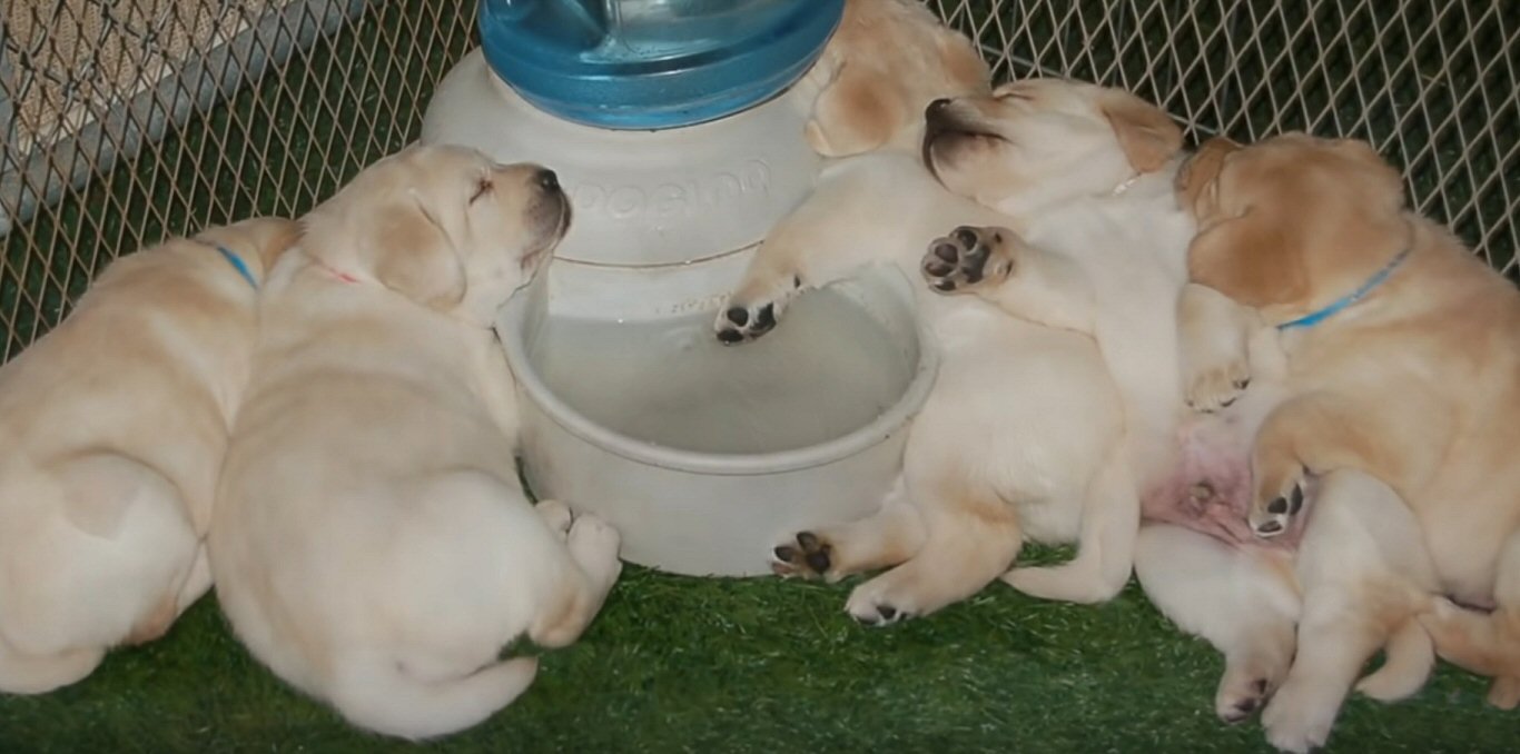 puppy.jpg.345e15bdfd877de5532de34077be6459.jpg