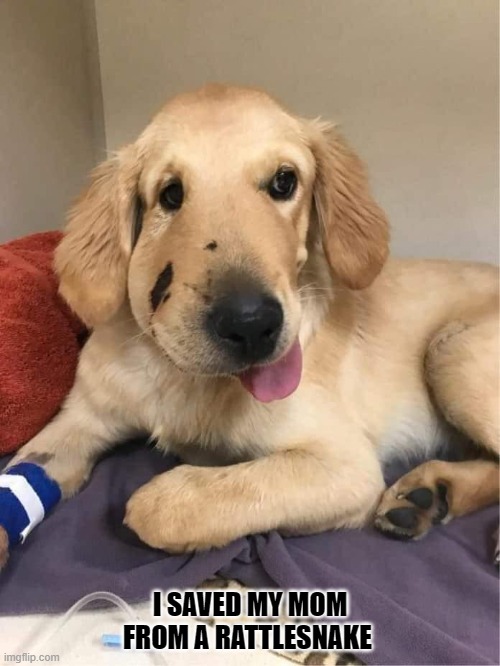 puppy1.jpg