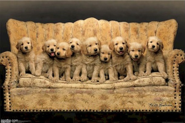 pups couch.jpeg
