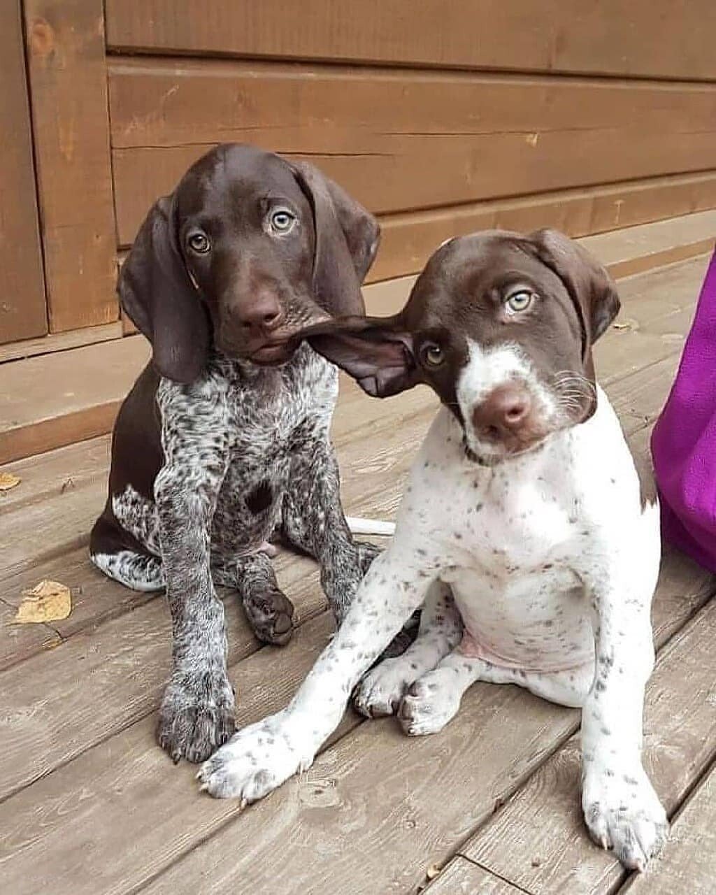 pups ear.jpeg